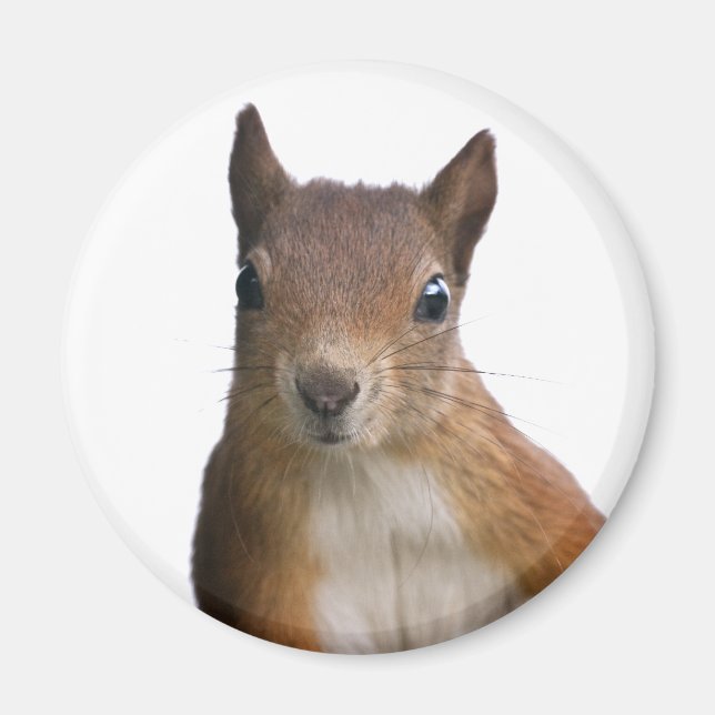 Squirrel Porträtt Magnet (Framsidan)