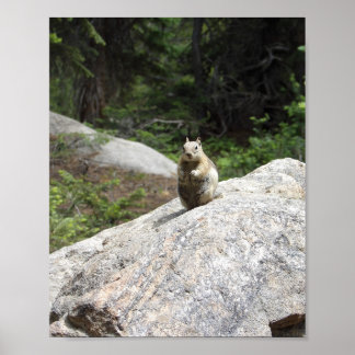 Squirrel Poster