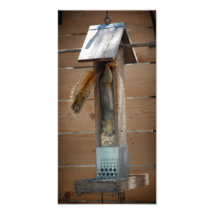 Squirrel Raiding Bird Feeder Fototryck