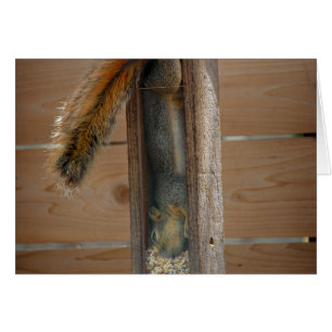 Squirrel Raiding Bird Feeder Hälsningskort