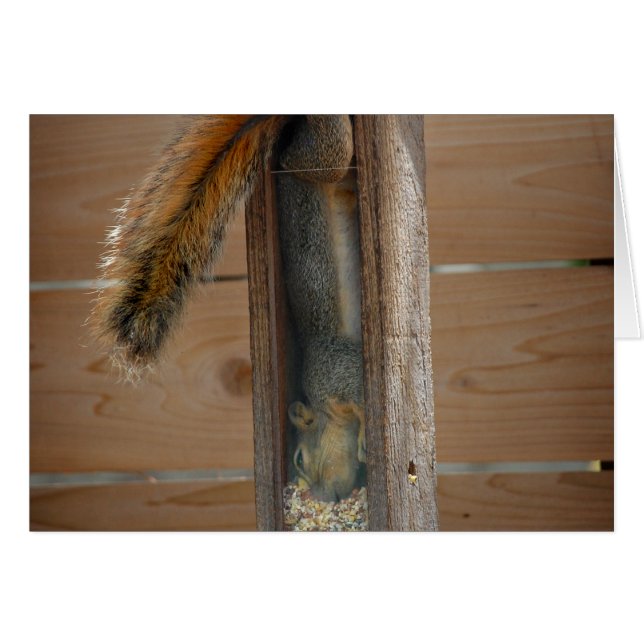 Squirrel Raiding Bird Feeder Hälsningskort (Framsidan Horizontal)