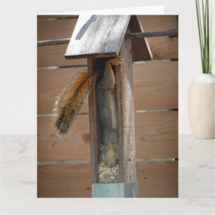 Squirrel Raiding Bird Feeder Kort