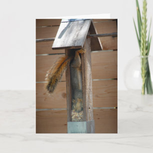 Squirrel Raiding Bird Feeder Kort
