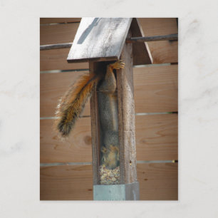 Squirrel Raiding Bird Feeder Vykort