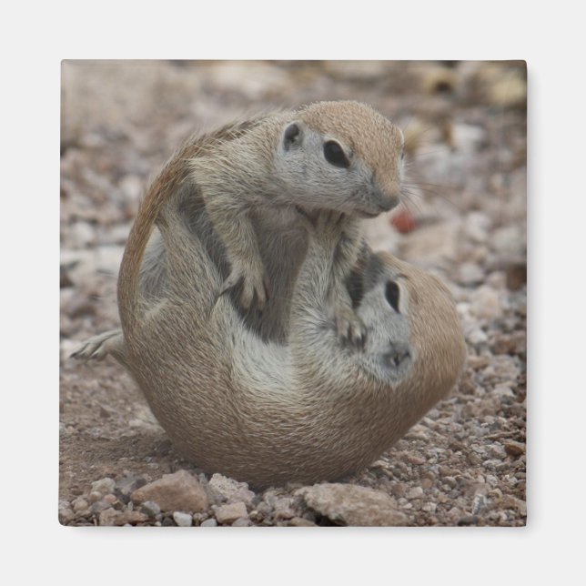 Squirrel Rumble Magnet (Framsidan)