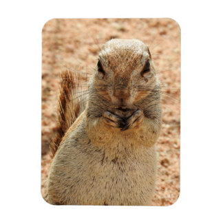 Squirrel ska äta frukost magnet