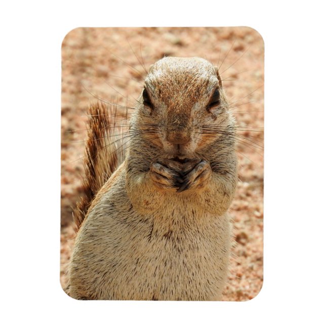 Squirrel ska äta frukost magnet (Vertikal)