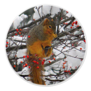 Squirrel Snö Red Berry Träd Photo Knopp
