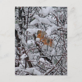 Squirrel Snö Träd Vykort