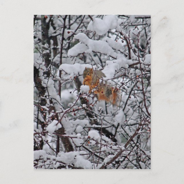 Squirrel Snö Träd Vykort (Framsida)