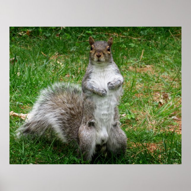 Squirrel Standing Poster (Framsidan)