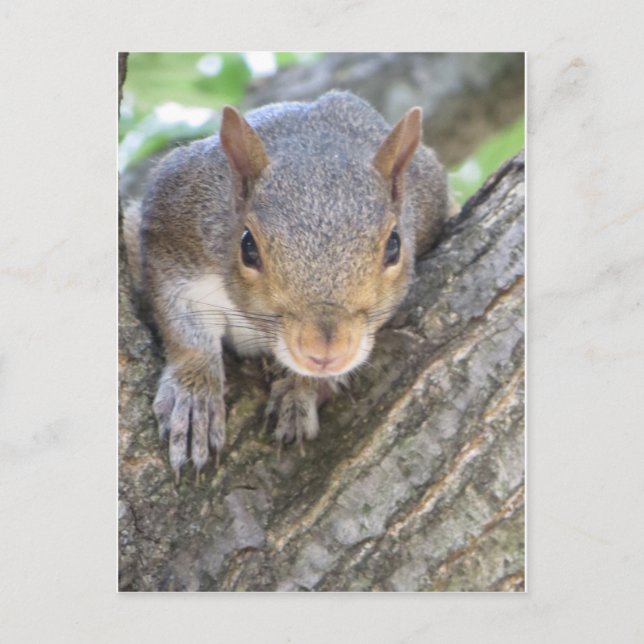 Squirrel stäng vykort (Framsida)