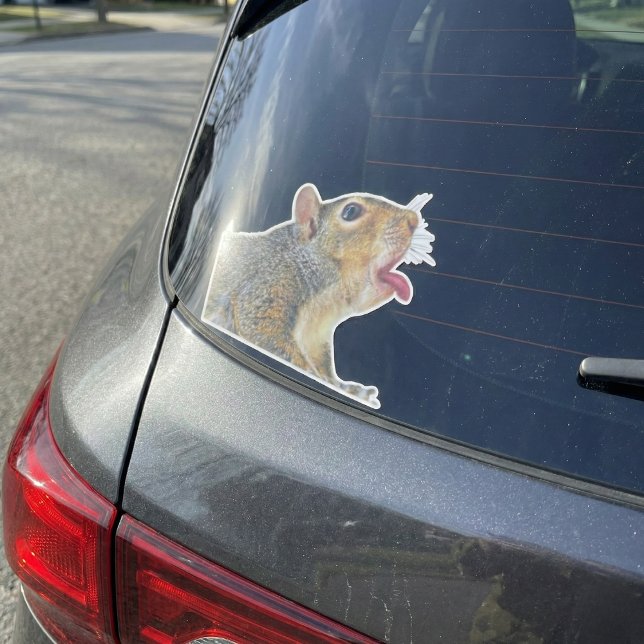 Squirrel Sticker Klistermärken (Funny Licking Squirrel "Window Licker" Vinyl Sticker)