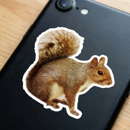 Squirrel Sticker Klistermärken