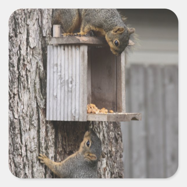 Squirrel Stickers Fyrkantigt Klistermärke (Framsida)