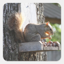Squirrel Stickers Fyrkantigt Klistermärke