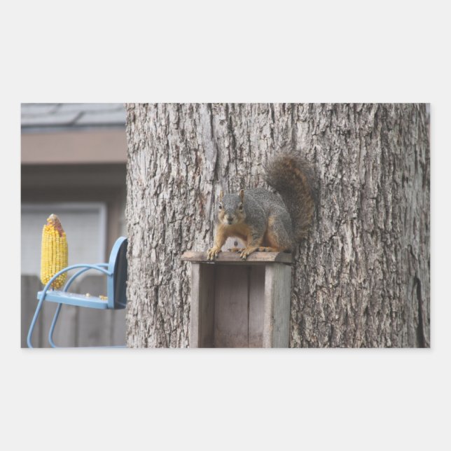 Squirrel Stickers Rektangulärt Klistermärke (Framsida)