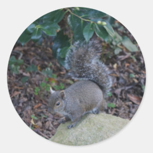 Squirrel Stickers Runt Klistermärke