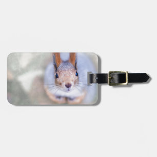 Squirrel tittar på dig från grund uppåt bagagebricka