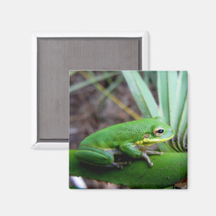 Squirrel Träd Frog, Timucuan Preserve, Florida Magnet