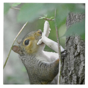 Squirrel Trivet Kakelplatta