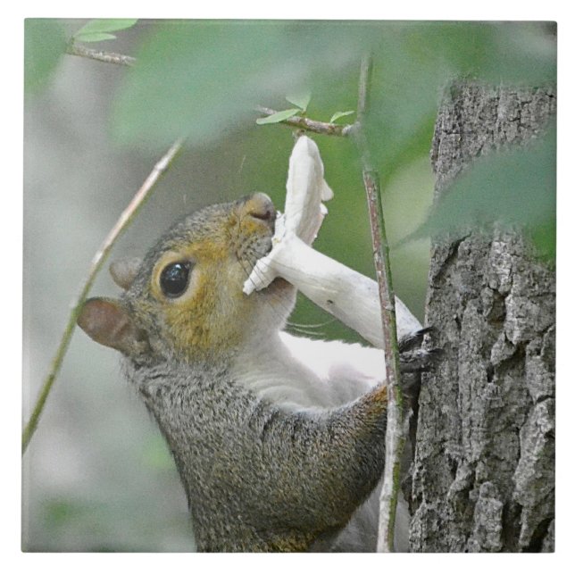 Squirrel Trivet Kakelplatta (Framsidan)