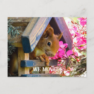 Squirrel Vi Flyttat vykort