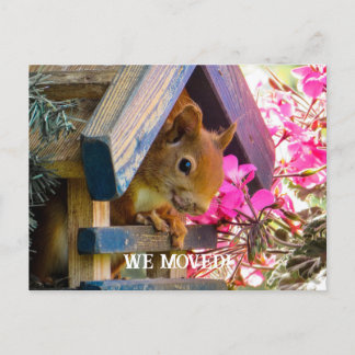 Squirrel Vi Flyttat vykort