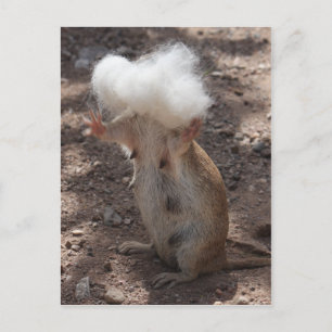 Squirrel vs. Samoyed Päls Postcard Vykort