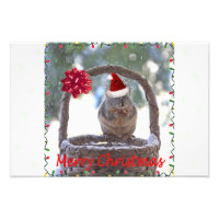Squirrel Wearing Santa Hat