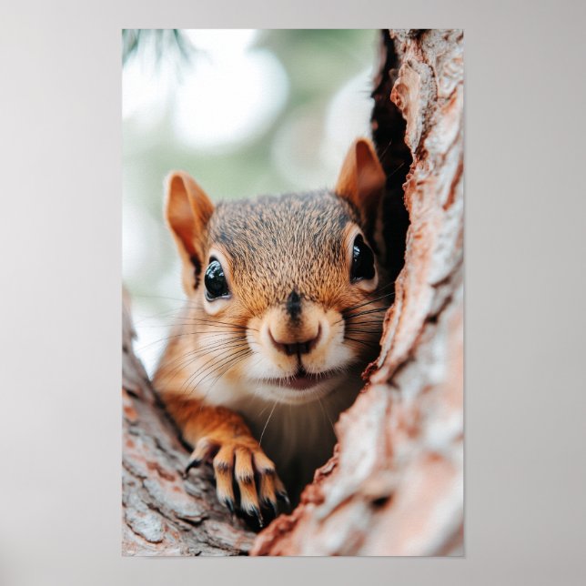 Squirrel Wild Animal Loving Portrait  Poster (Framsidan)
