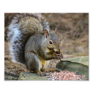 Squirrel Wildlife Photography Fototryck