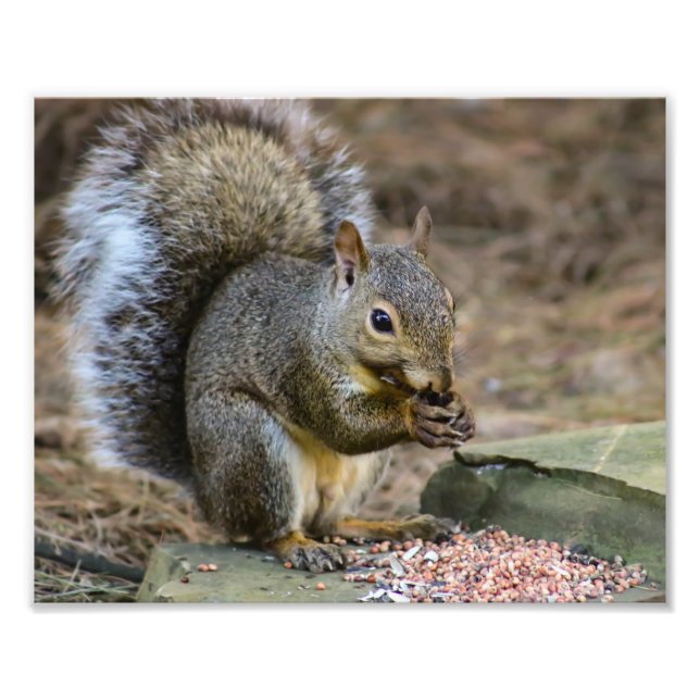 Squirrel Wildlife Photography Fototryck (Framsidan)