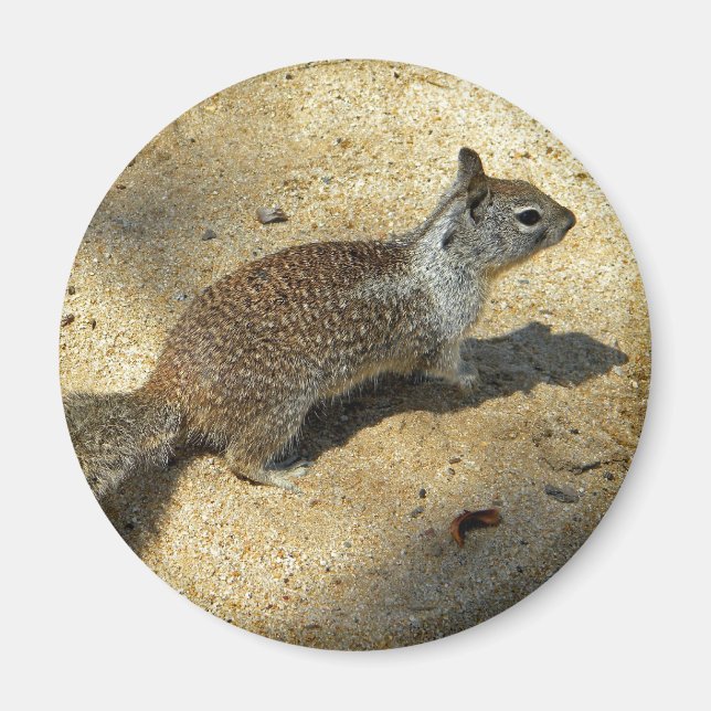 Squirrell Magnet (Framsidan)