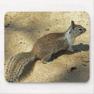 Squirrell Musmatta