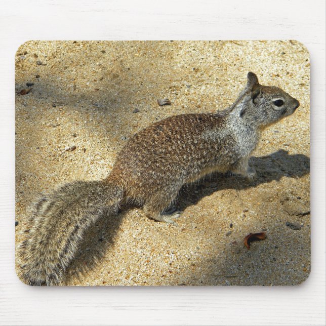Squirrell Musmatta (Framsidan)