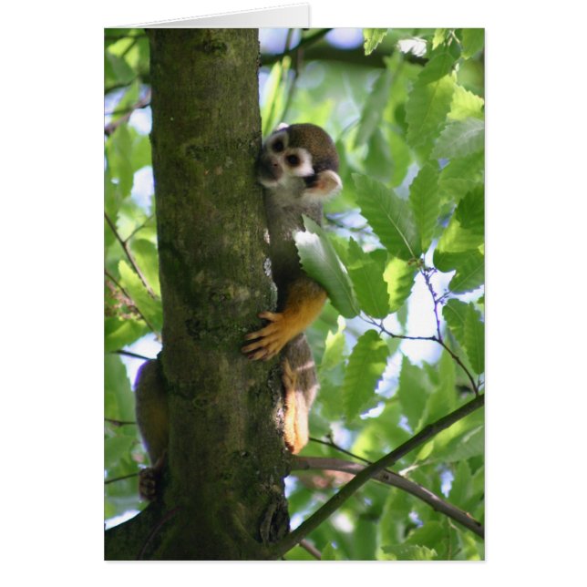 Squirrelmonkey Hälsningskort (Framsidan)