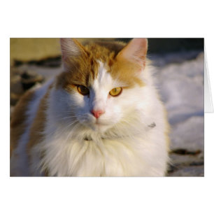 Squishy Hälsningskort