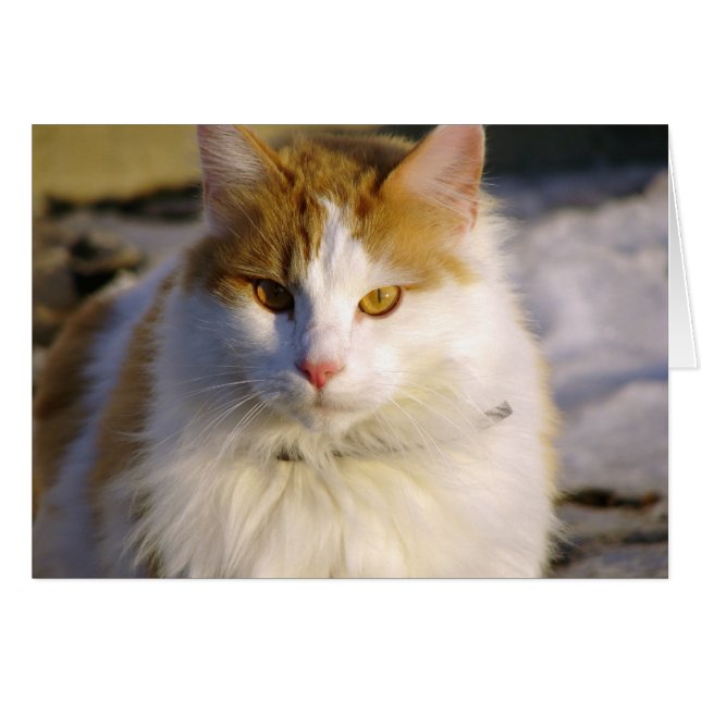 Squishy Hälsningskort (Framsidan Horizontal)