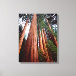 Squoia Redwood träd Canvastryck