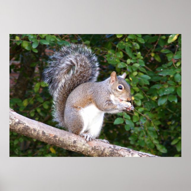 Squrrel-matning Bread Poster (Framsidan)
