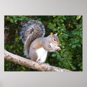 Squrrel som äter bröd poster