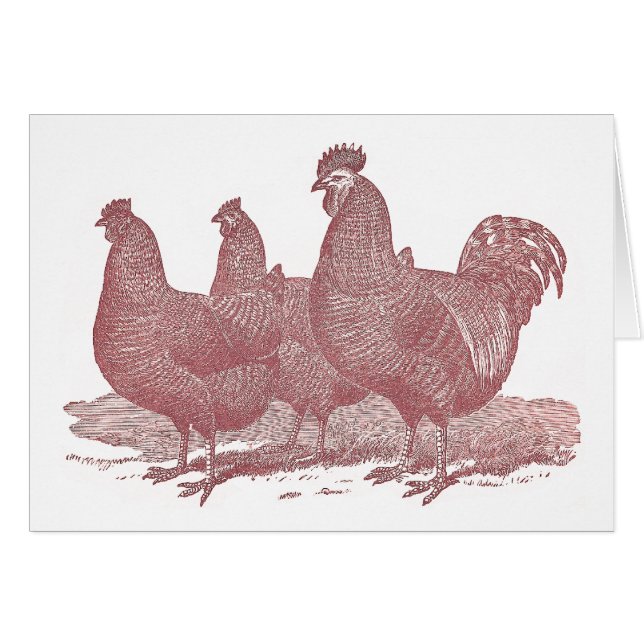 sRed lantgård för hönor för tupp- och hönaPlymouth Hälsningskort (Framsidan Horizontal)
