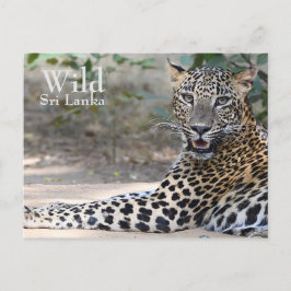 Sri Lanka Leopard Vykort