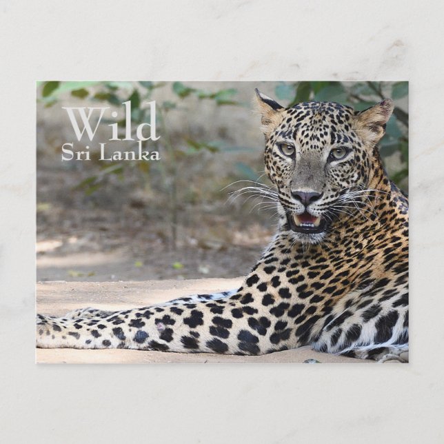 Sri Lanka Leopard Vykort (Framsida)