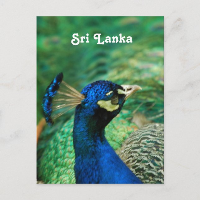 Sri Lanka Peafowl Vykort (Framsida)