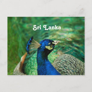 Sri Lanka Peafowl Vykort