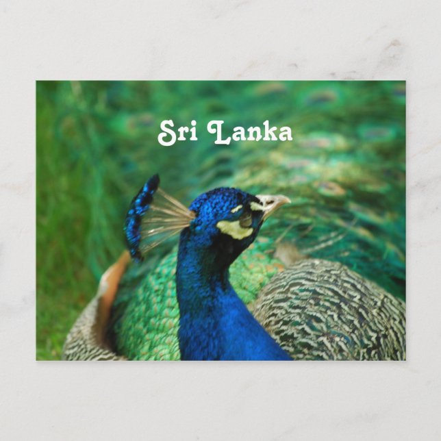 Sri Lanka Peafowl Vykort (Framsida)