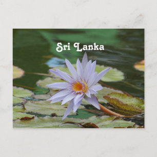 Sri Lanka Vatten Lily Vykort