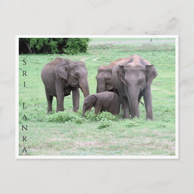 Sri lankan elephant-familjen vykort (Framsida)